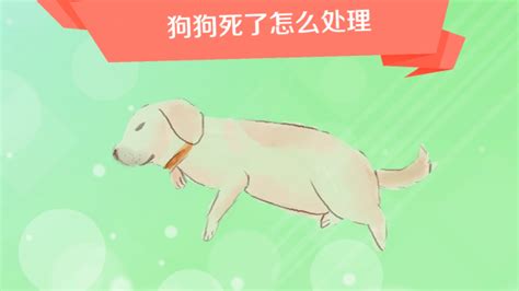 狗狗死掉怎麼辦|寵物死掉要怎麼處理？